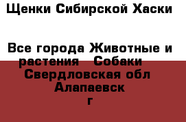 Щенки Сибирской Хаски - Все города Животные и растения » Собаки   . Свердловская обл.,Алапаевск г.